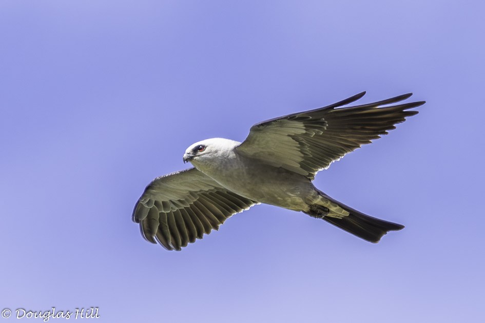 Mississippi Kite - ML621809842