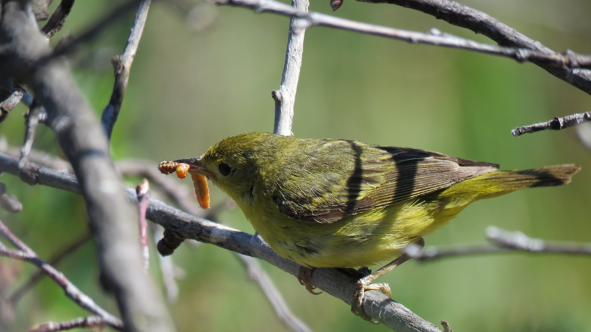 Yellow Warbler - ML621810142