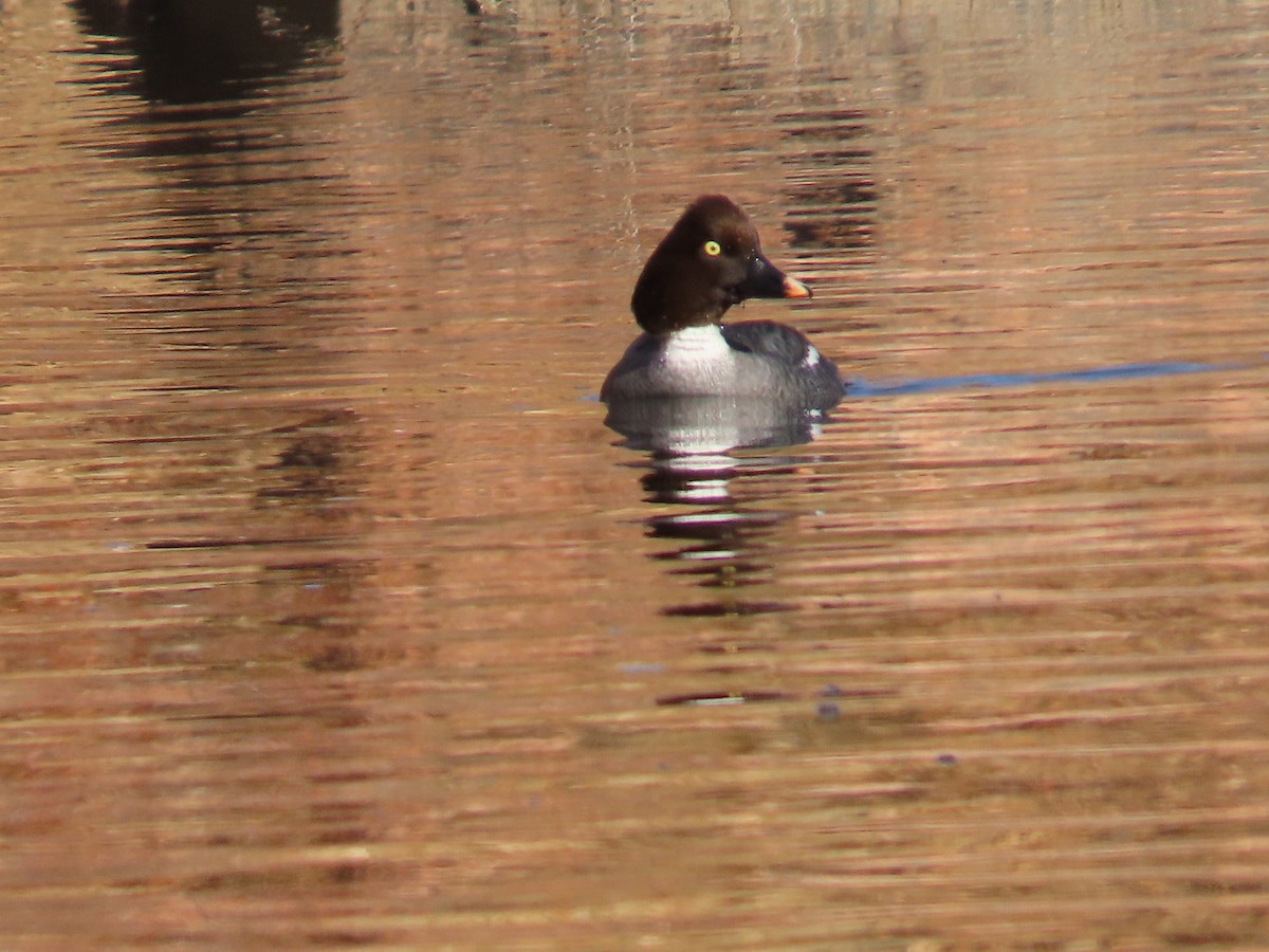 Common Goldeneye - ML621810148