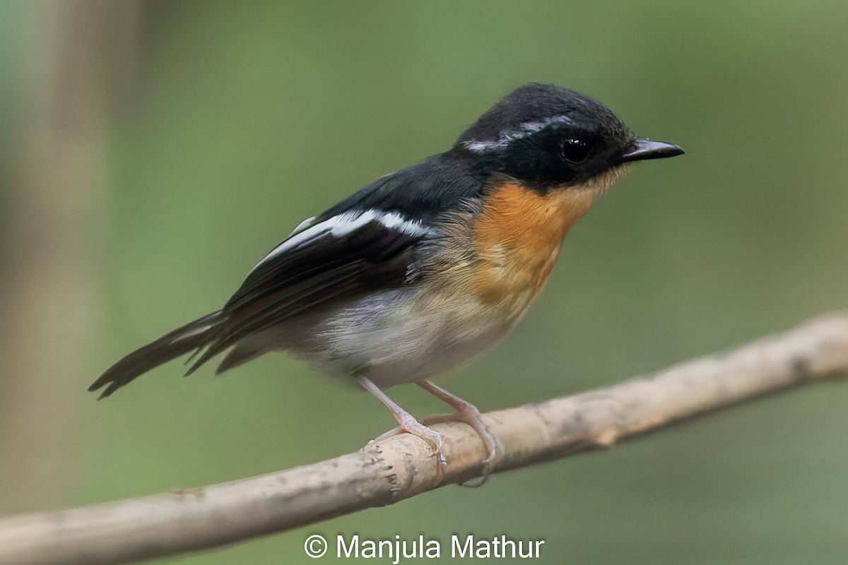 Rufous-chested Flycatcher - ML621810177