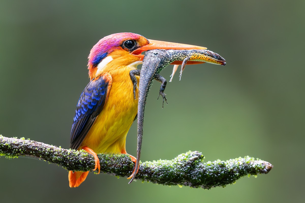 Black-backed Dwarf-Kingfisher - ML621810201