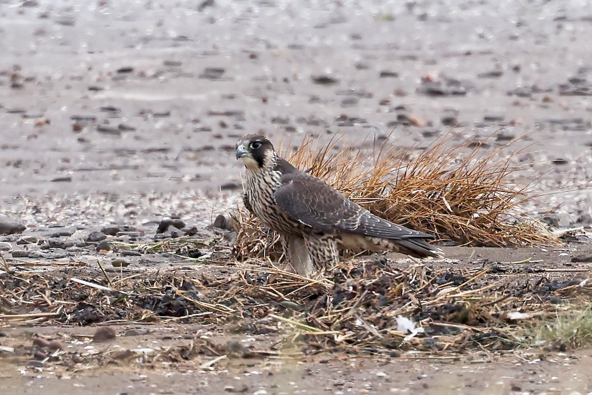 Peregrine Falcon - ML621810225