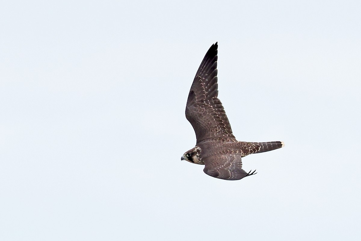 Peregrine Falcon - ML621810226