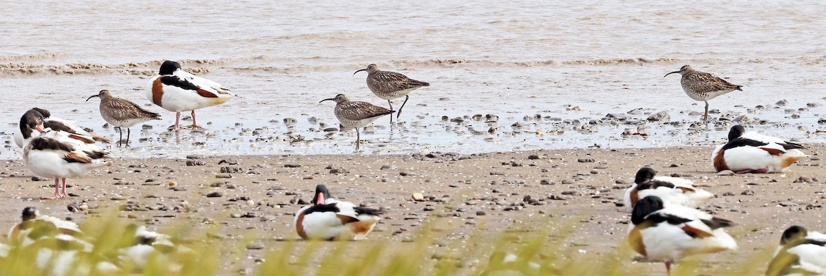 Whimbrel - ML621810243