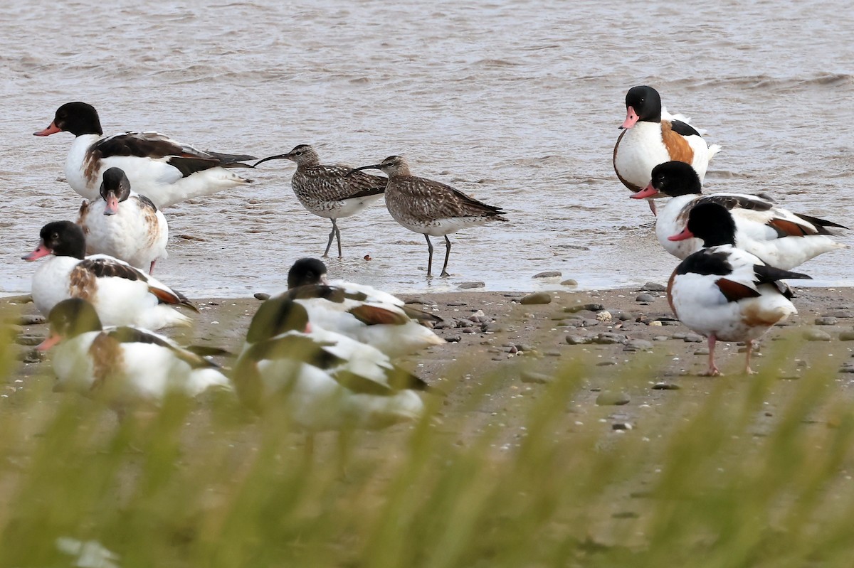 Whimbrel - ML621810245