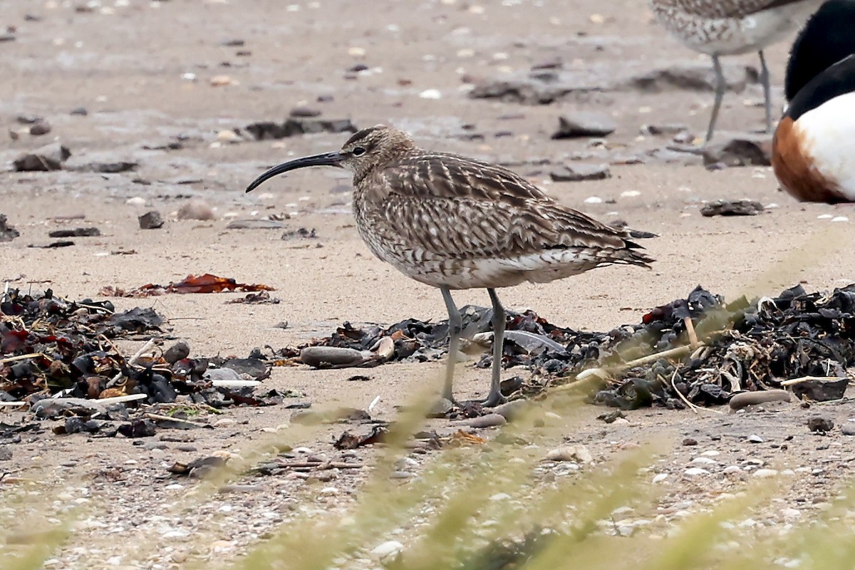 Whimbrel - ML621810248