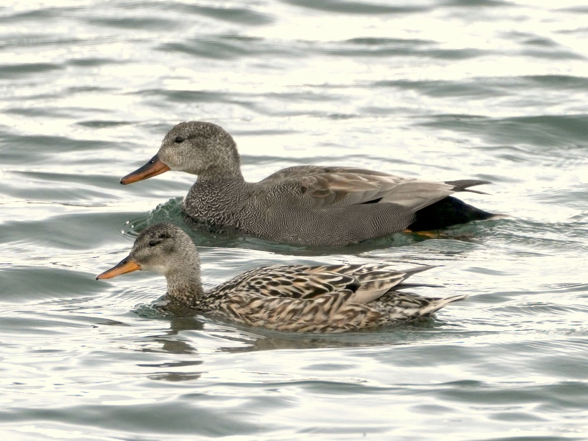 Gadwall - ML621810253