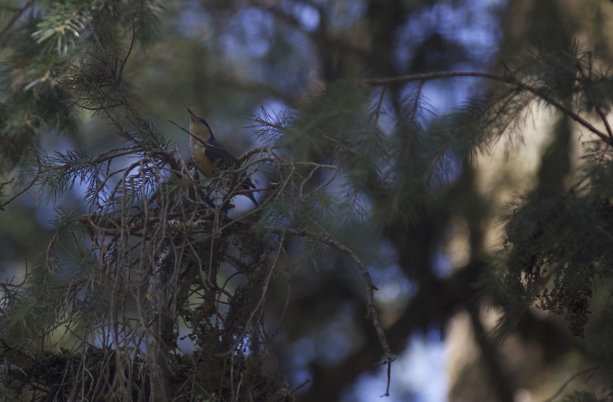 White-tailed Nuthatch - ML621810262