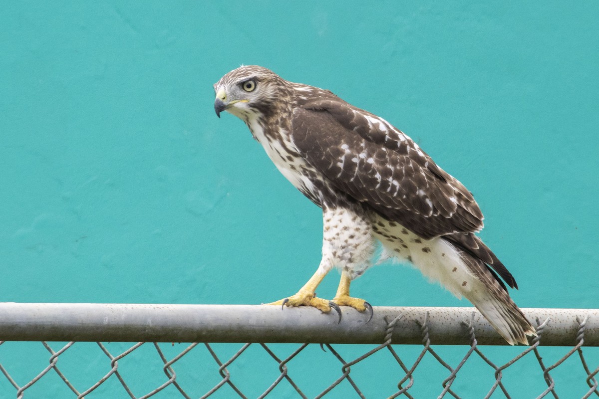 Red-tailed Hawk - Amarilys L