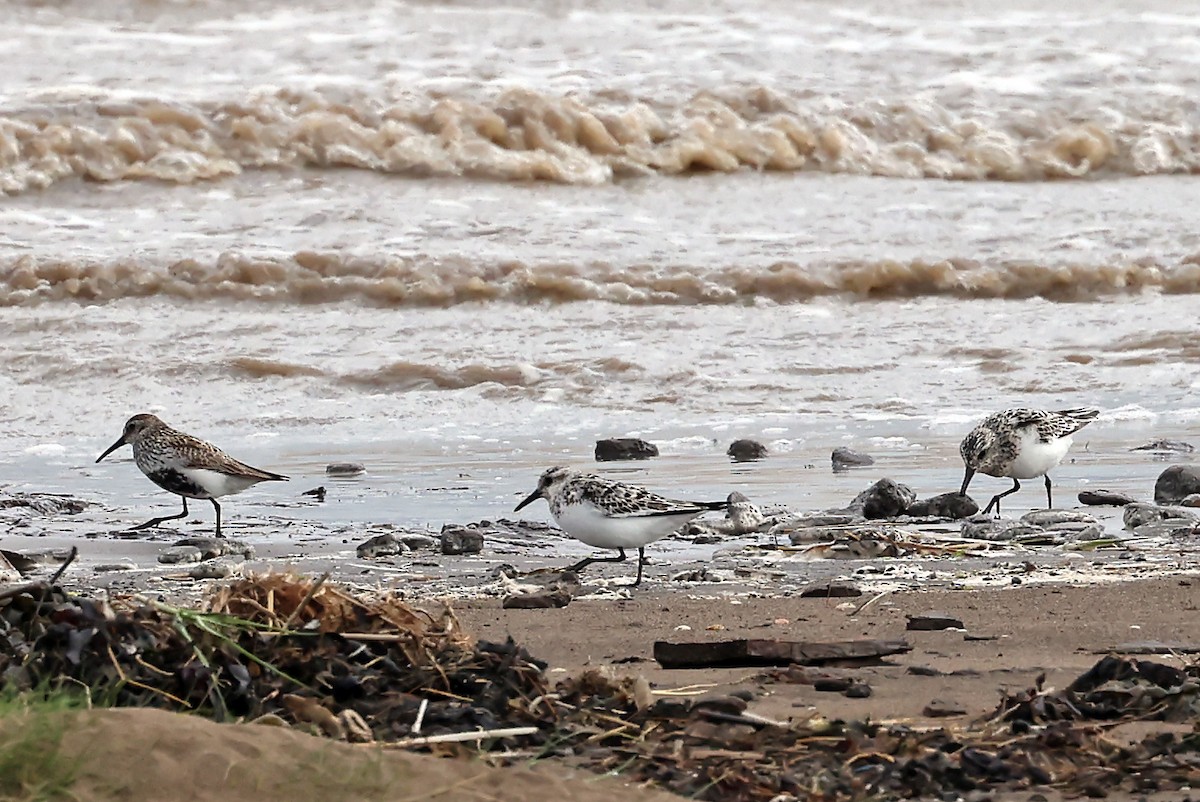 Sanderling - ML621810297