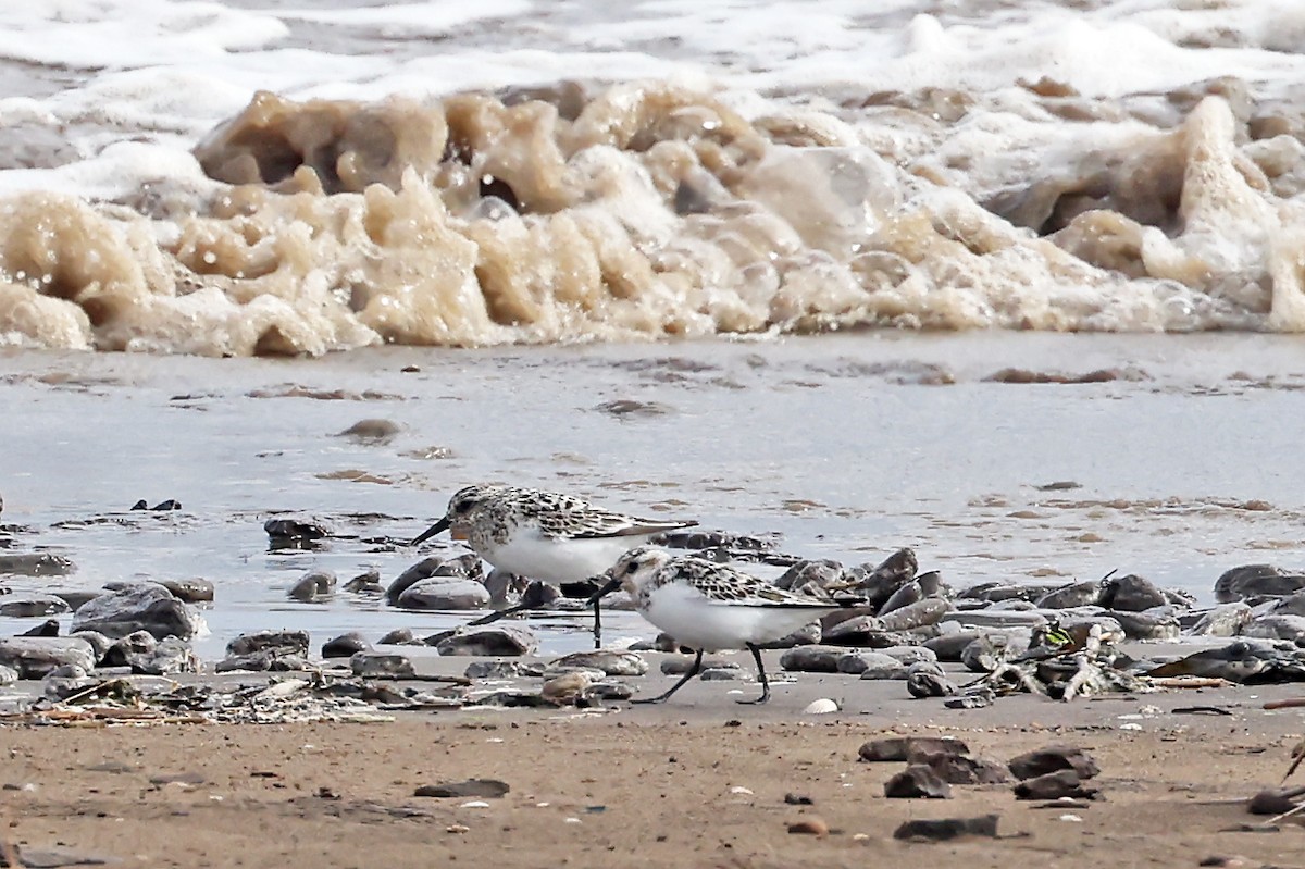 Sanderling - ML621810301