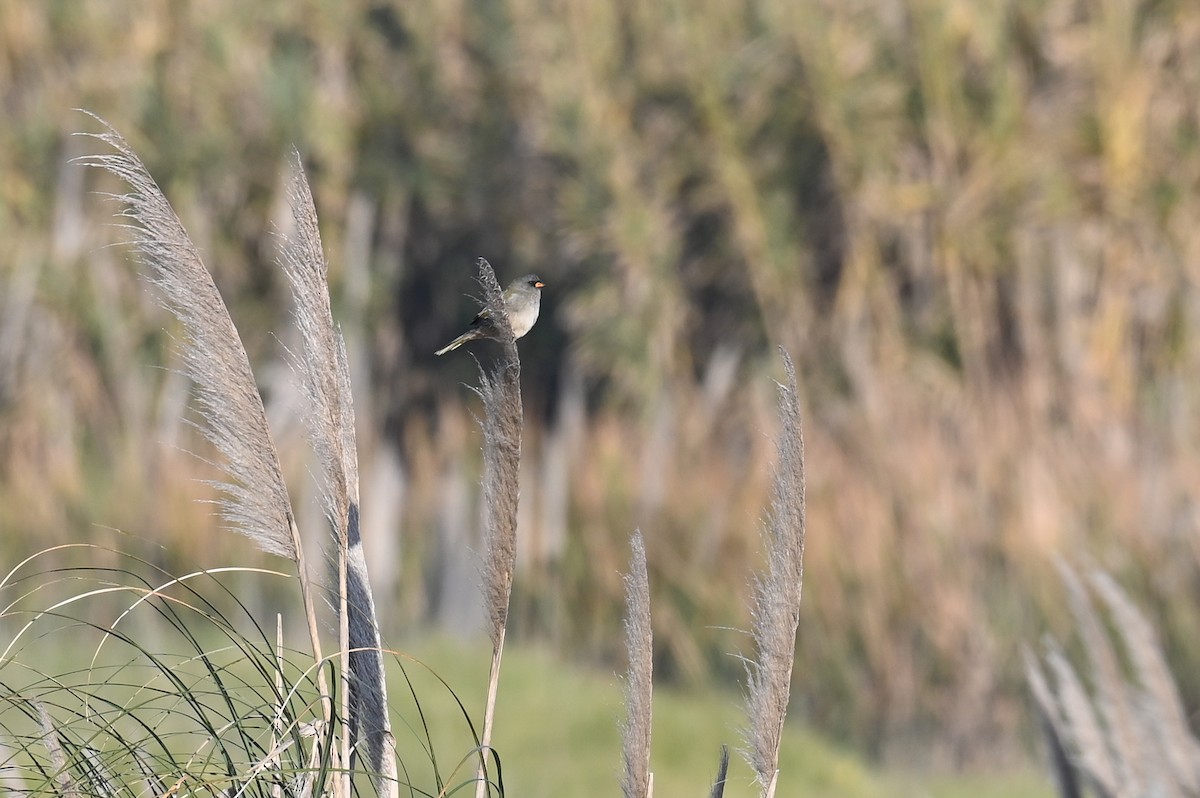 Great Pampa-Finch (Eastern) - ML621810327