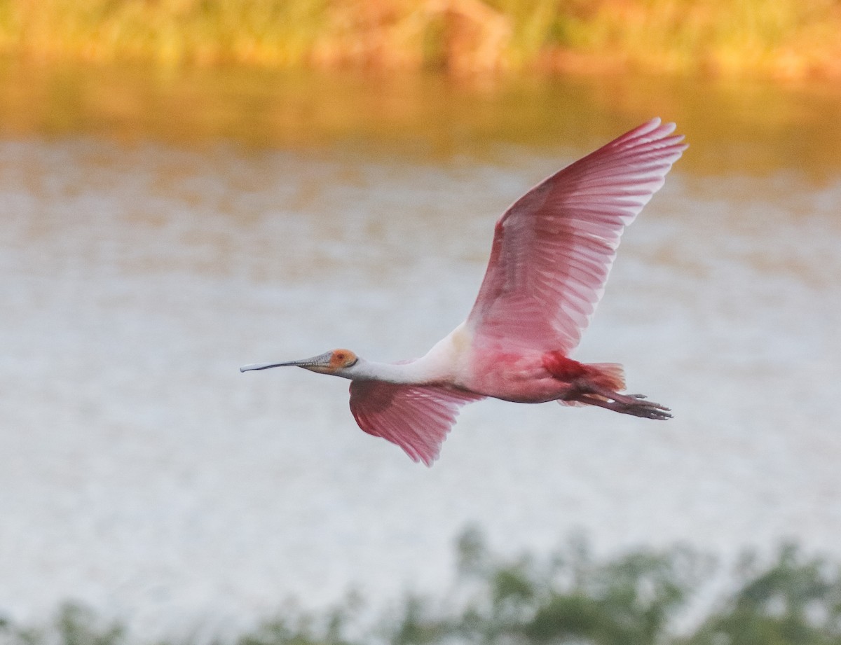 Roseate Spoonbill - ML621810334