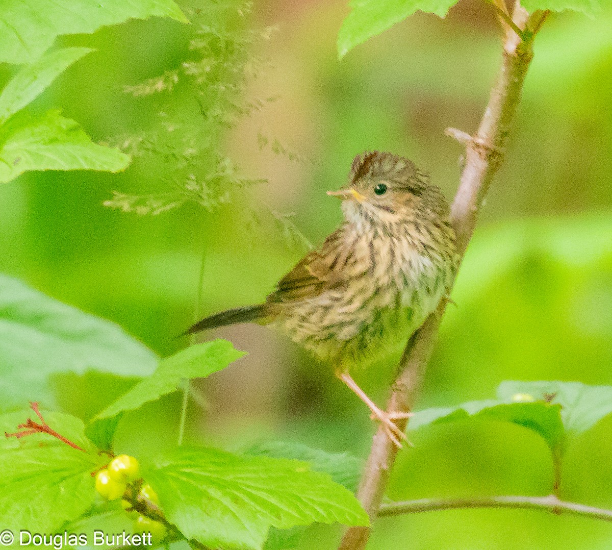 Lincoln's Sparrow - ML621810378