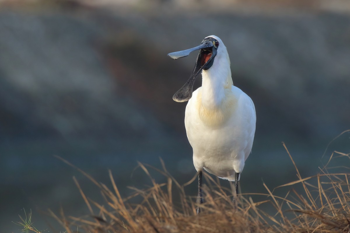 Black-faced Spoonbill - ML621810507