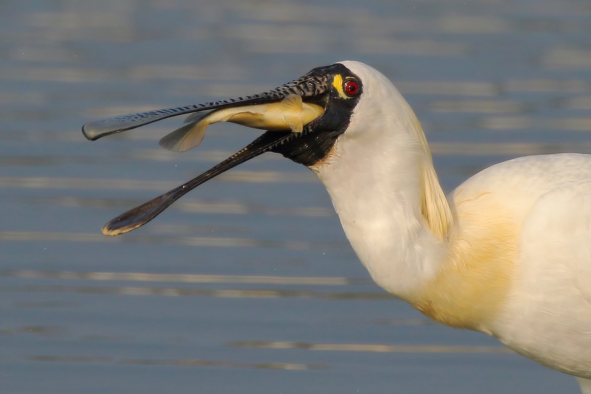 Black-faced Spoonbill - Yi-Cheng Chen