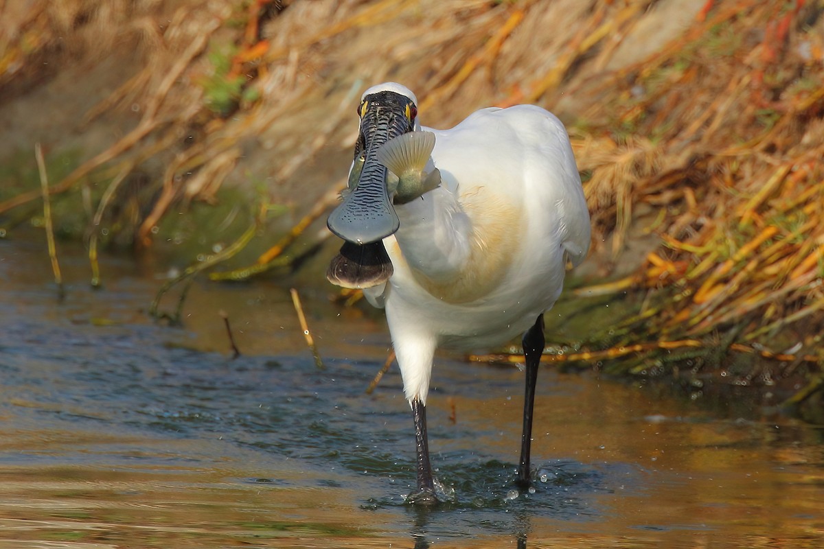 Black-faced Spoonbill - ML621810511