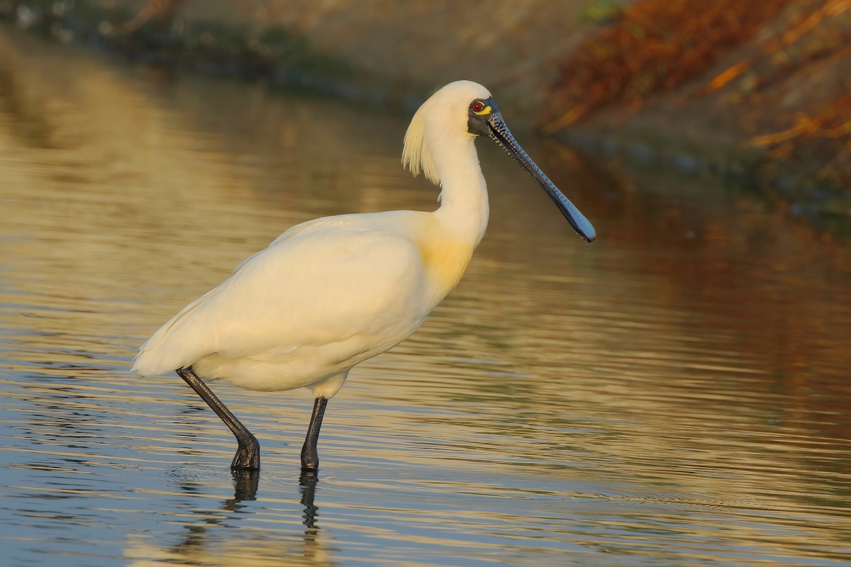 Black-faced Spoonbill - ML621810518