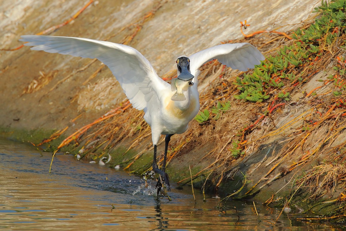 Black-faced Spoonbill - ML621810522