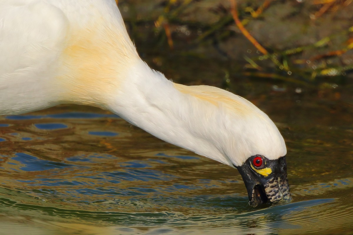 Black-faced Spoonbill - ML621810525