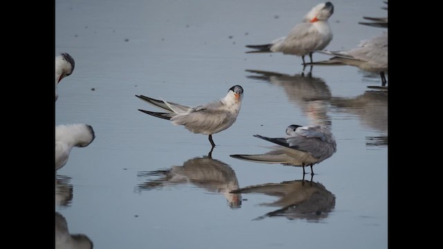 Elegant Tern - ML621810567