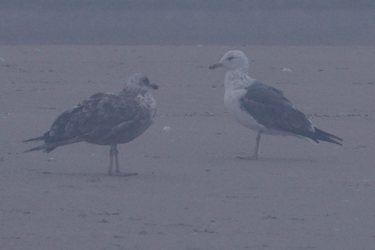 Lesser Black-backed Gull - ML621810589