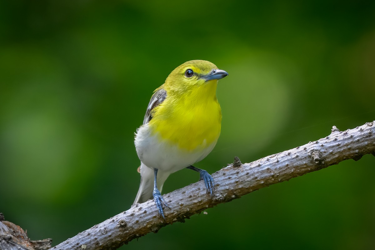 Yellow-throated Vireo - ML621810598