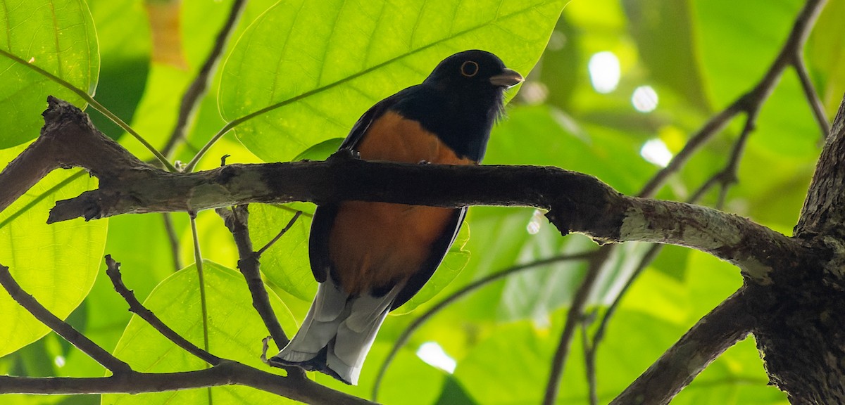 Surucua Trogon (Orange-bellied) - Lucas Torrezani