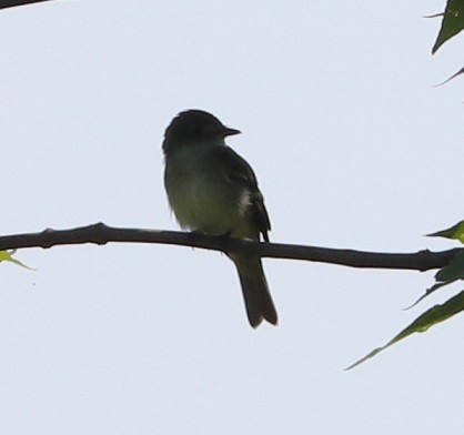Alder/Willow Flycatcher (Traill's Flycatcher) - ML621810618