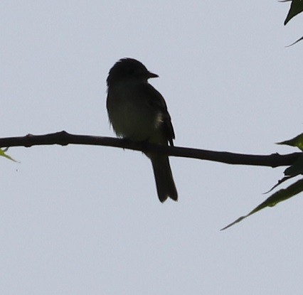 Alder/Willow Flycatcher (Traill's Flycatcher) - ML621810619