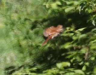 Brown Thrasher - ML621810622