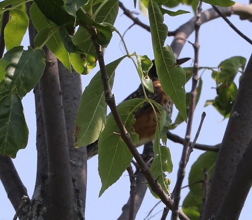 Zozo papargorria - ML621810626