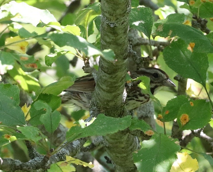 Song Sparrow - ML621810631
