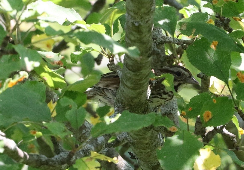 Song Sparrow - ML621810633