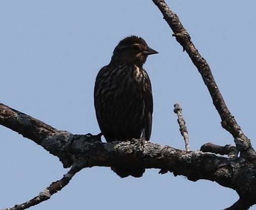 Red-winged Blackbird - ML621810652