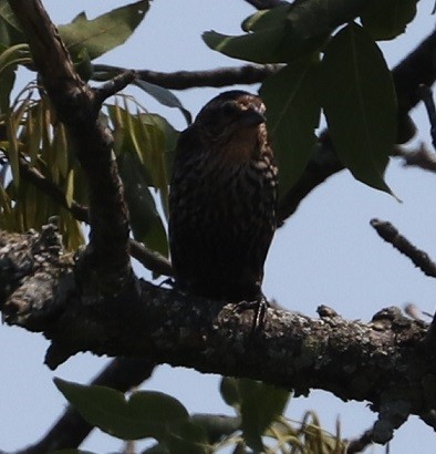 Red-winged Blackbird - ML621810653