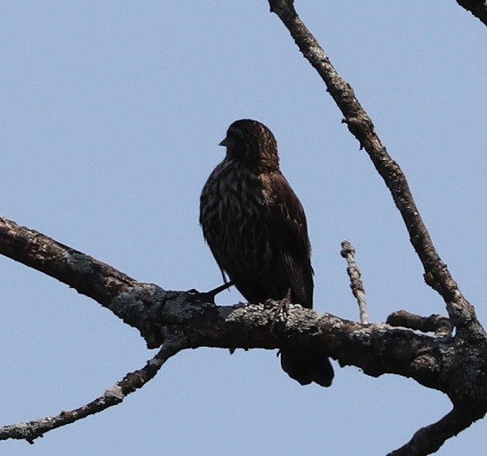 Red-winged Blackbird - ML621810654