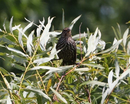 Red-winged Blackbird - ML621810655