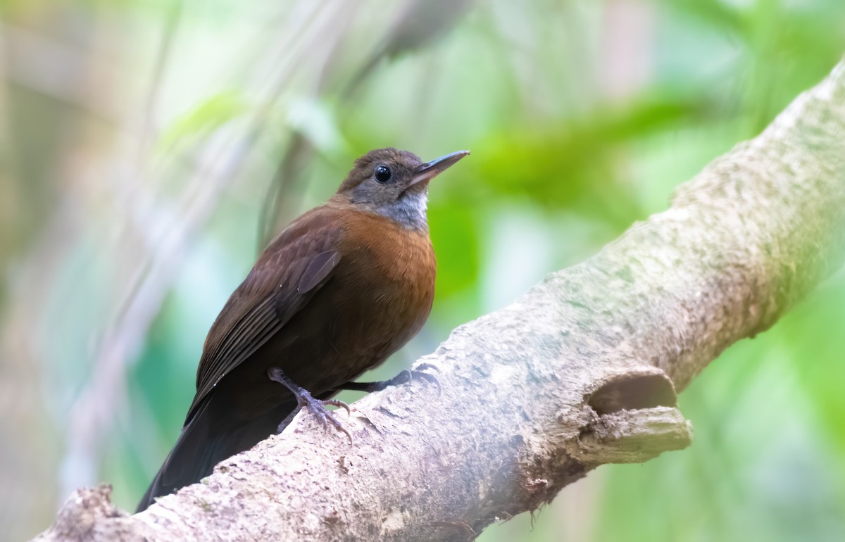 Gray-throated Leaftosser - ML621810759