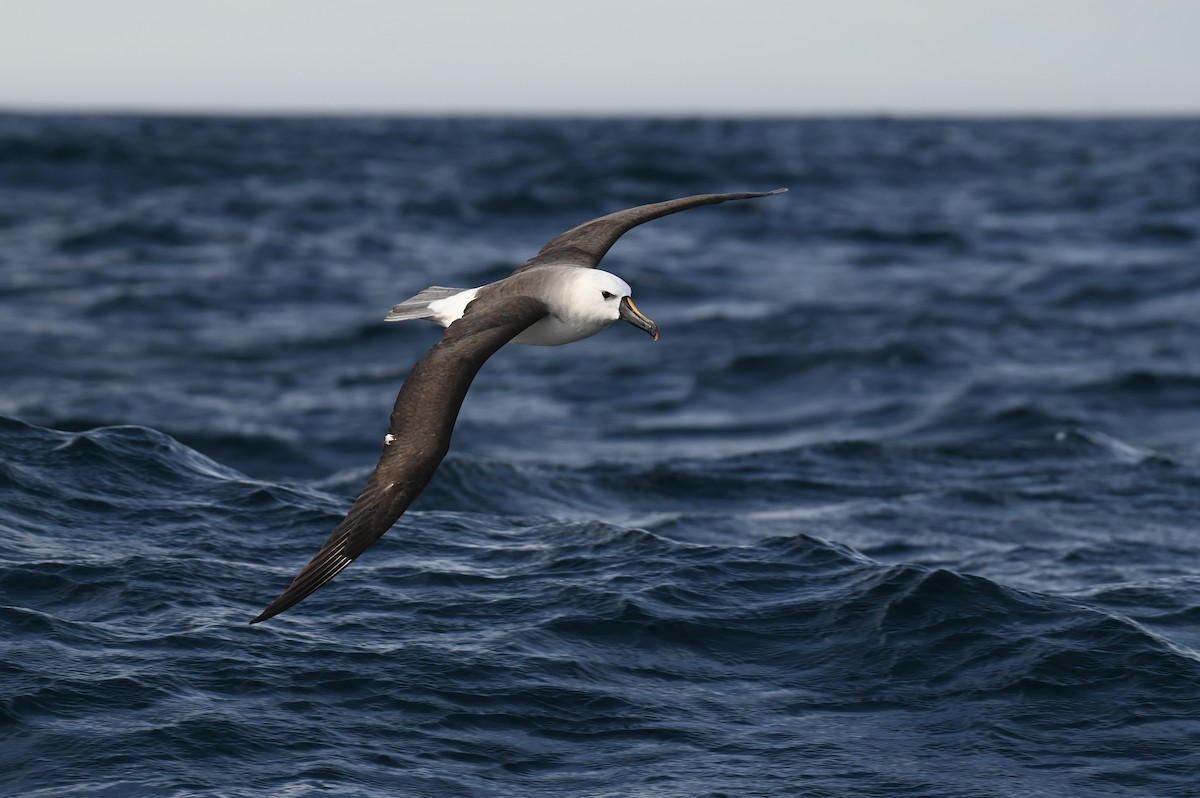 Atlantic Yellow-nosed Albatross - ML621810799