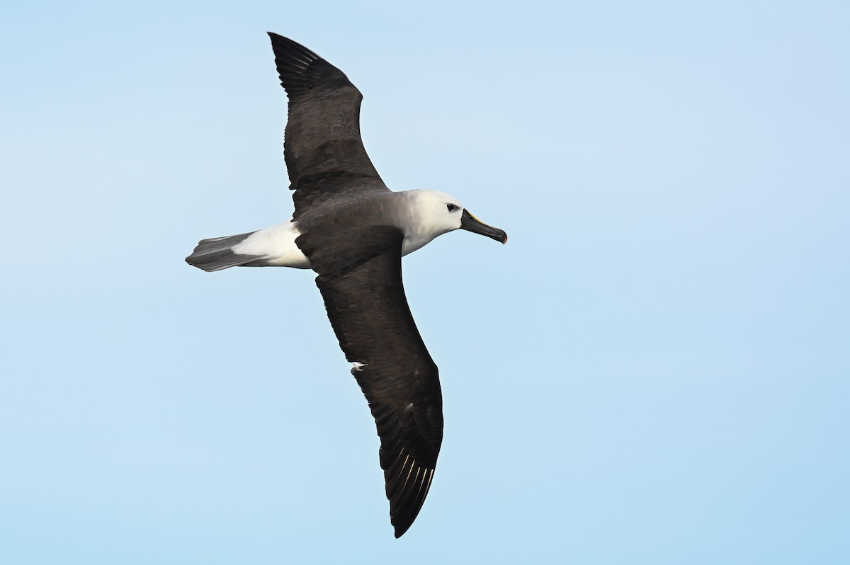 Atlantic Yellow-nosed Albatross - Hannes Leonard