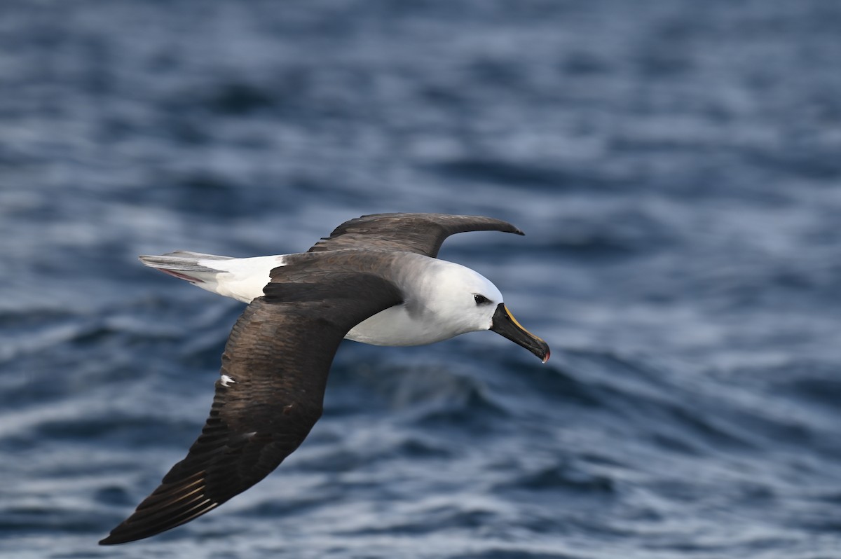 Atlantic Yellow-nosed Albatross - ML621810805