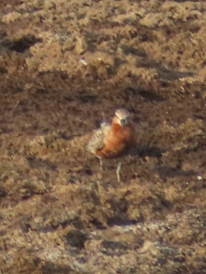 Piovanello comune - ML621810806