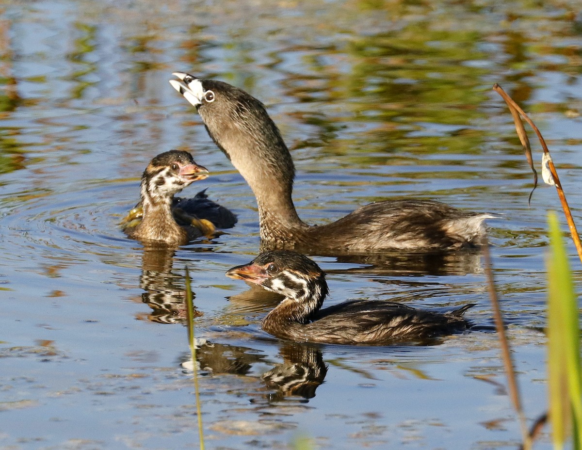 Pied-billed Grebe - ML621810808