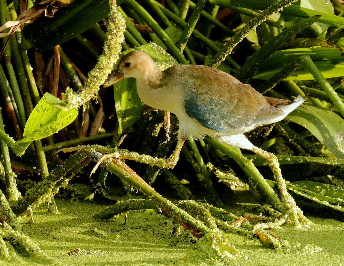 Purple Gallinule - ML621810819