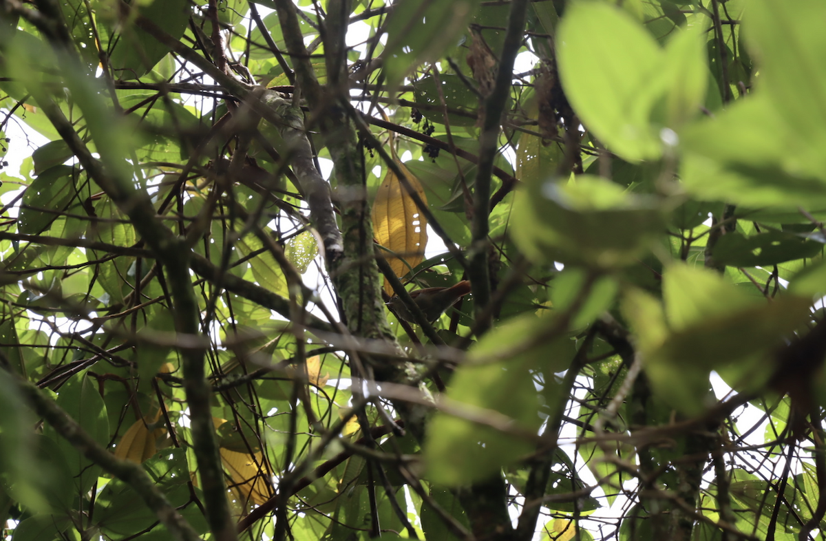 Streak-capped Spinetail - ML621810844