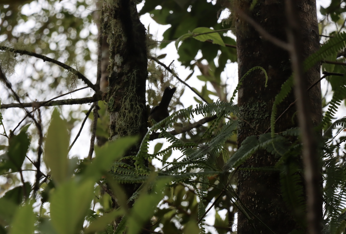 Streak-capped Spinetail - ML621810845