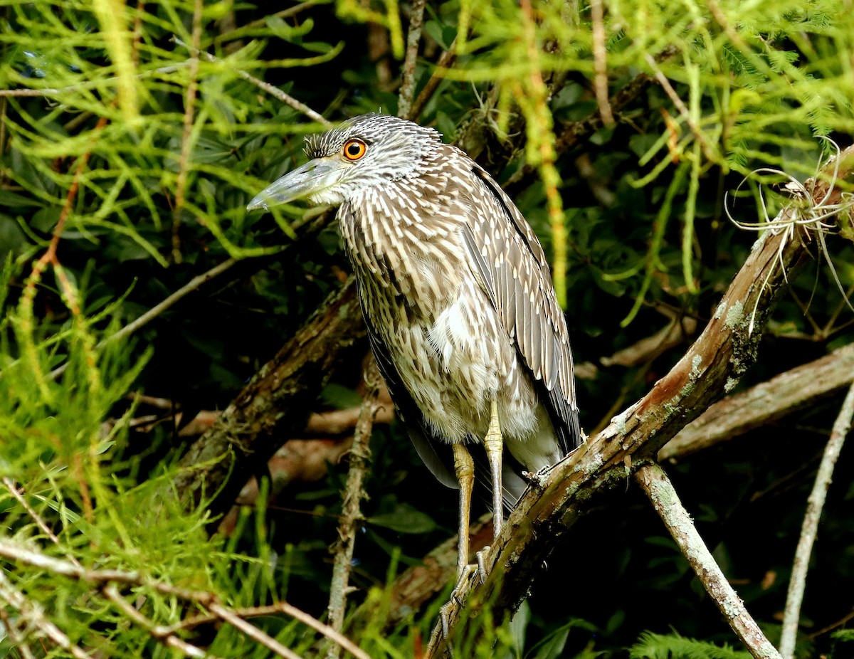 Yellow-crowned Night Heron - ML621810846