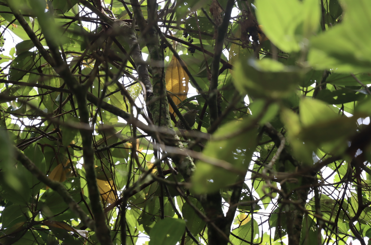 Streak-capped Spinetail - ML621810847