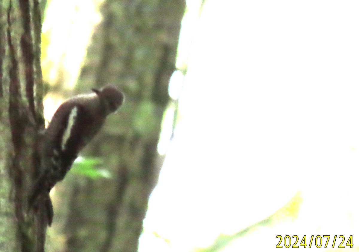 Yellow-bellied Sapsucker - ML621810855